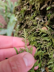 Notogrammitis heterophylla