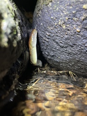 Trimerodytes aequifasciatus