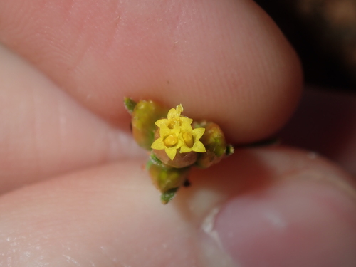Image of Rhodanthe charsleyae by (c) Thomas Mesaglio, some rights reserved (CC BY)