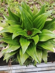 Dracaena fragrans compacta