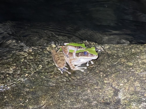 Grass Odorous Frog, Odorrana graminea