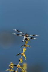 Libellula forensis