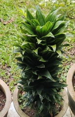 Dracaena fragrans compacta