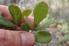 Searsia laevigata laevigata