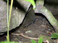 Bungarus multicinctus