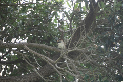 Passer domesticus domesticus