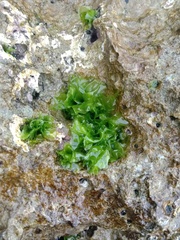 Ulva lactuca