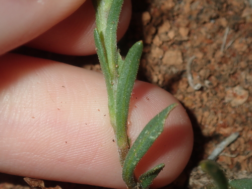 Image of Rhodanthe charsleyae by (c) Thomas Mesaglio, some rights reserved (CC BY)