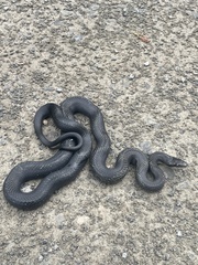 Pantherophis spiloides