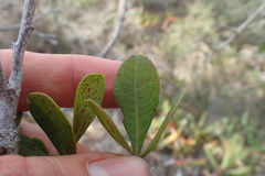Searsia laevigata laevigata