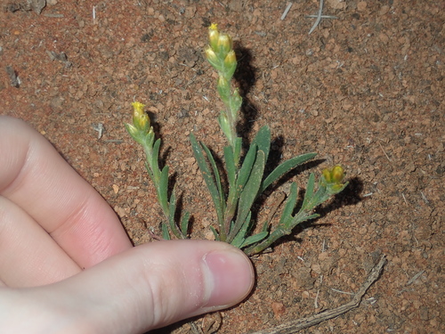 Image of Rhodanthe charsleyae by (c) Thomas Mesaglio, some rights reserved (CC BY)