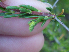 Eriophyes adenostomae