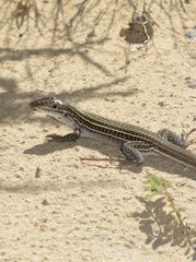 Aspidoscelis