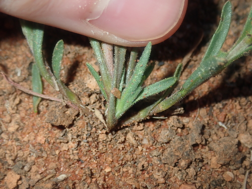 Image of Rhodanthe charsleyae by (c) Thomas Mesaglio, some rights reserved (CC BY)