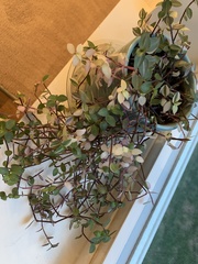 Callisia repens
