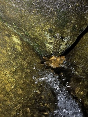 Amolops hongkongensis