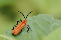 Lycidae