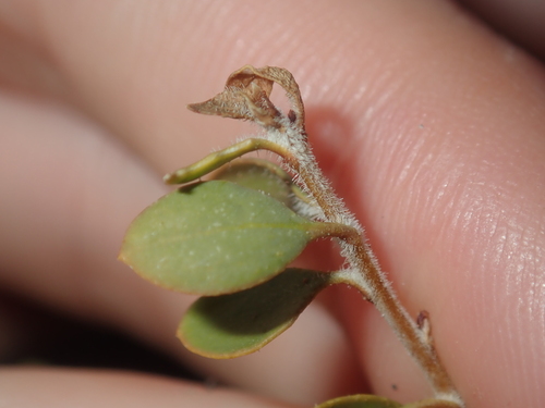 Image of Spotted Emu Bush (Eremophila maculata) by (c) Thomas Mesaglio, some rights reserved (CC BY)