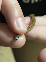 Storeria occipitomaculata