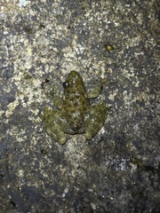 Amolops hongkongensis