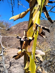 Geoffroea decorticans