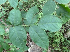 Fraxinus quadrangulata
