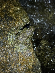 Amolops hongkongensis