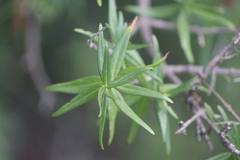 Anisacanthus quadrifidus