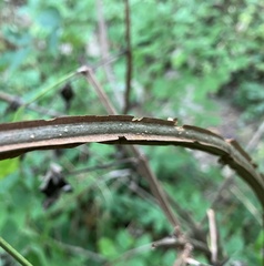 Fraxinus quadrangulata