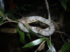 Trimerodytes aequifasciatus