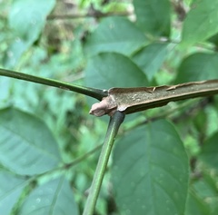 Fraxinus quadrangulata