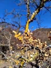 Geoffroea decorticans