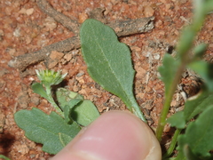 Calotis multicaulis
