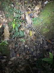 Bungarus multicinctus