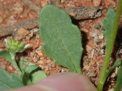 Calotis multicaulis