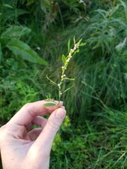 Polygonum aviculare