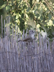 Baeolophus inornatus