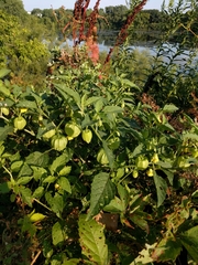 Physalis longifolia subglabrata