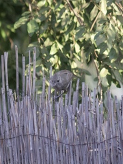 Baeolophus inornatus