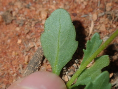 Calotis multicaulis
