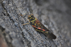 Schistocerca melanocera