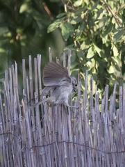 Baeolophus inornatus