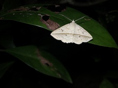 Ugia