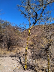 Geoffroea decorticans