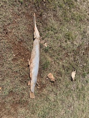 Lepisosteus osseus