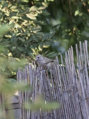 Baeolophus inornatus