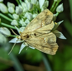 Hypsoropha hormos
