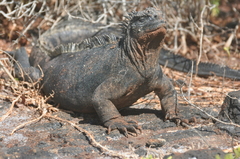 Amblyrhynchus cristatus hassi