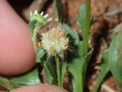Calotis multicaulis