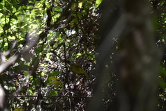 Pycnonotus finlaysoni eous